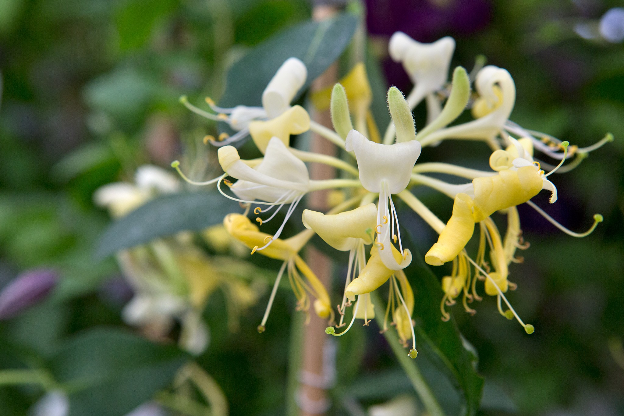 Honeysuckle