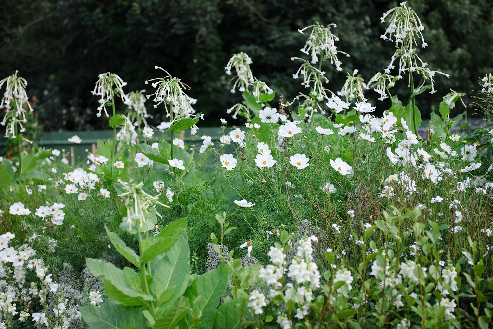 Cosmos and tobacco plant