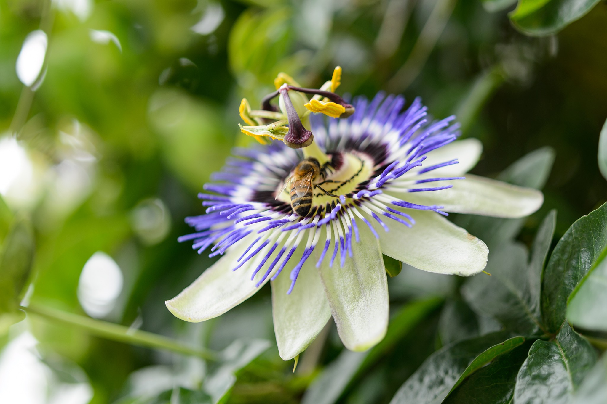 Passion flower