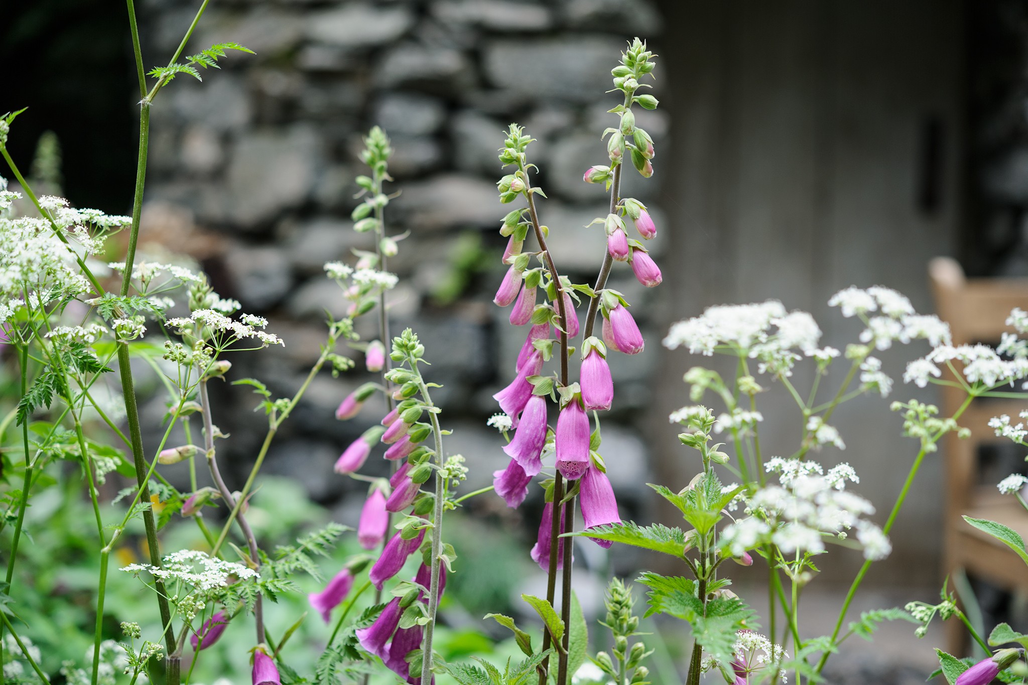 Foxgloves and cow parsley