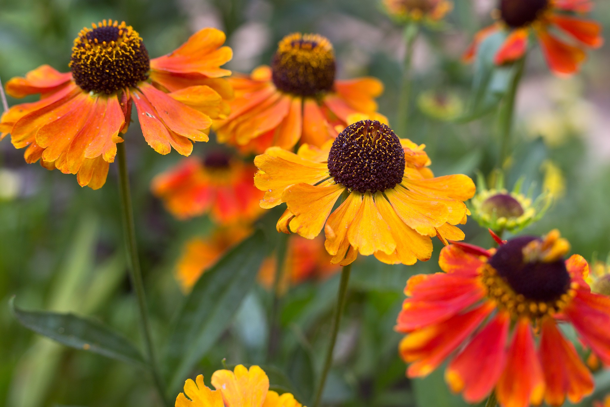 Helenium 'Waldtraut'