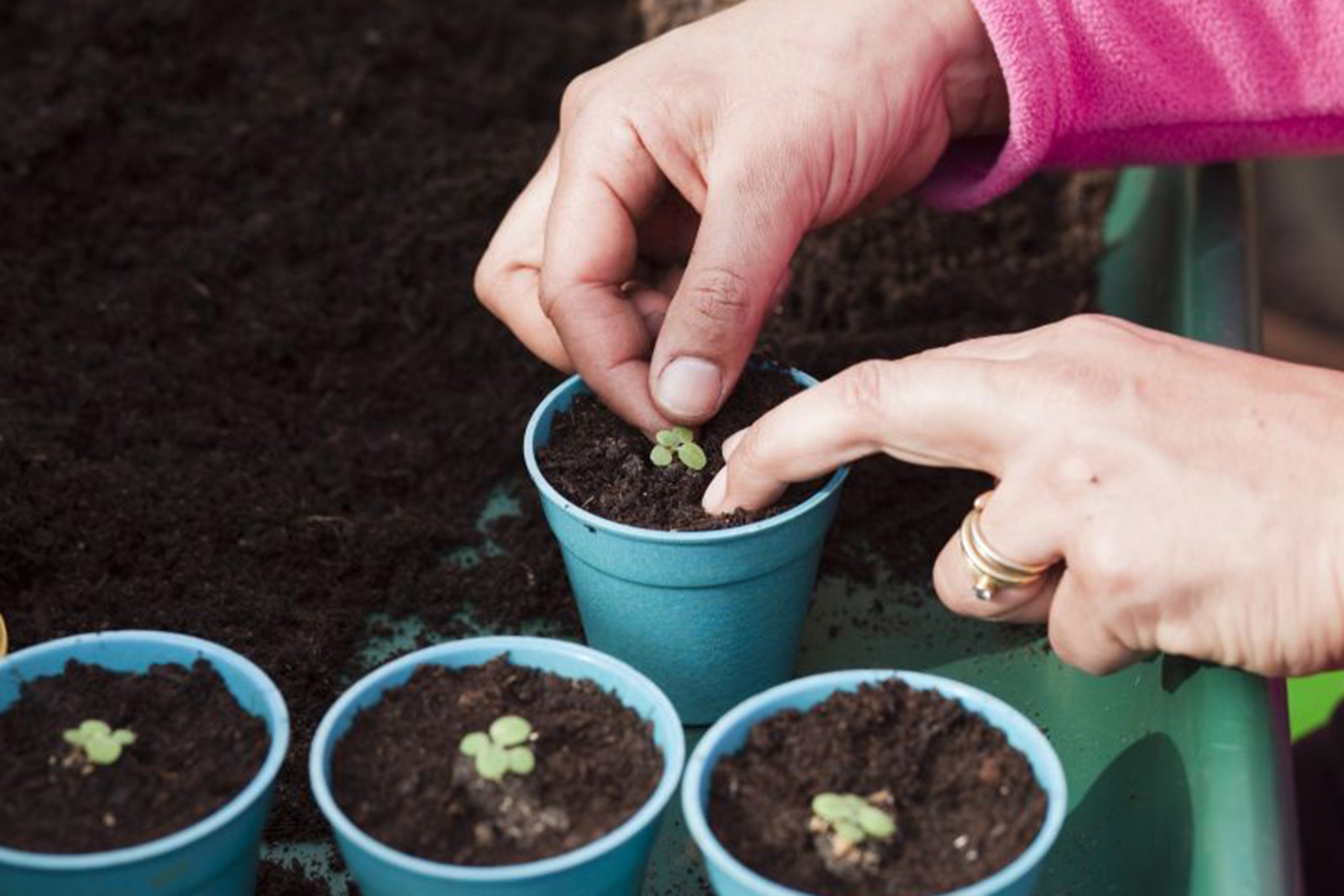 Transplanting nicotiana seedlings