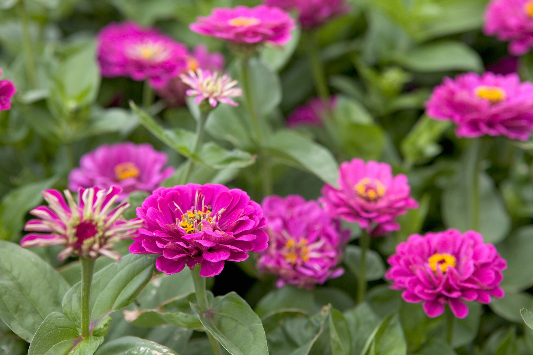 Purple-pink flowers of zinnia ‘Purple Prince’