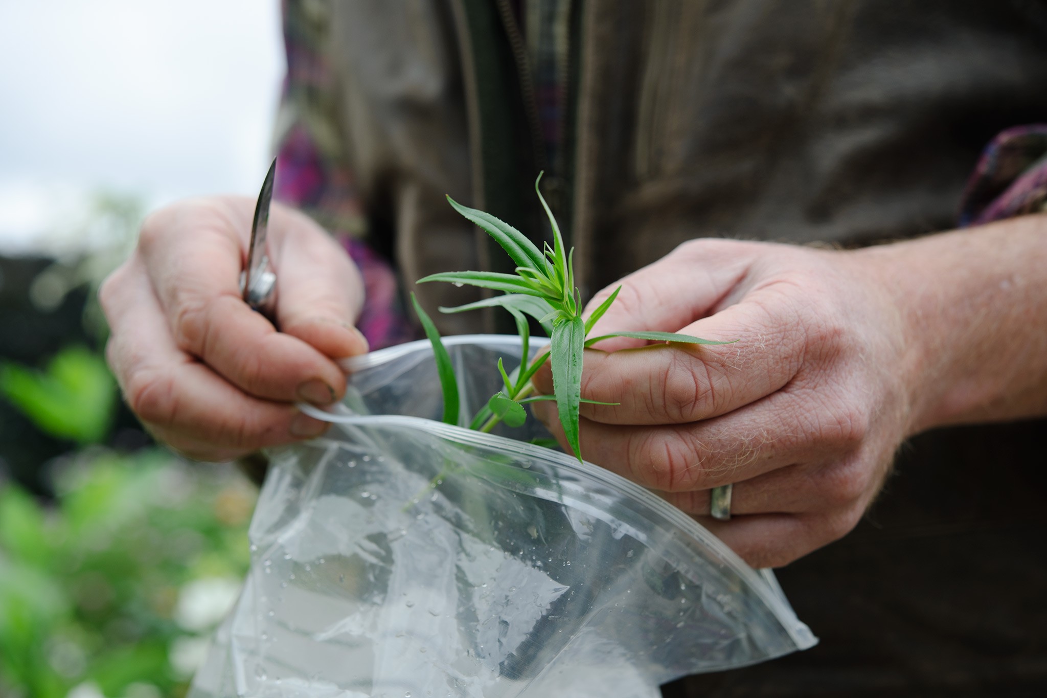 Taking penstemon cuttings