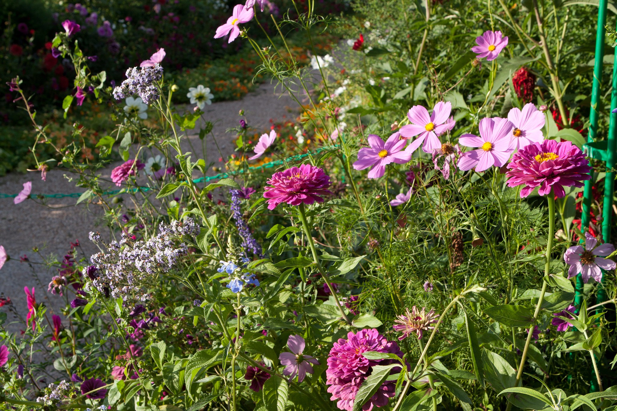 Cosmos and zinnia