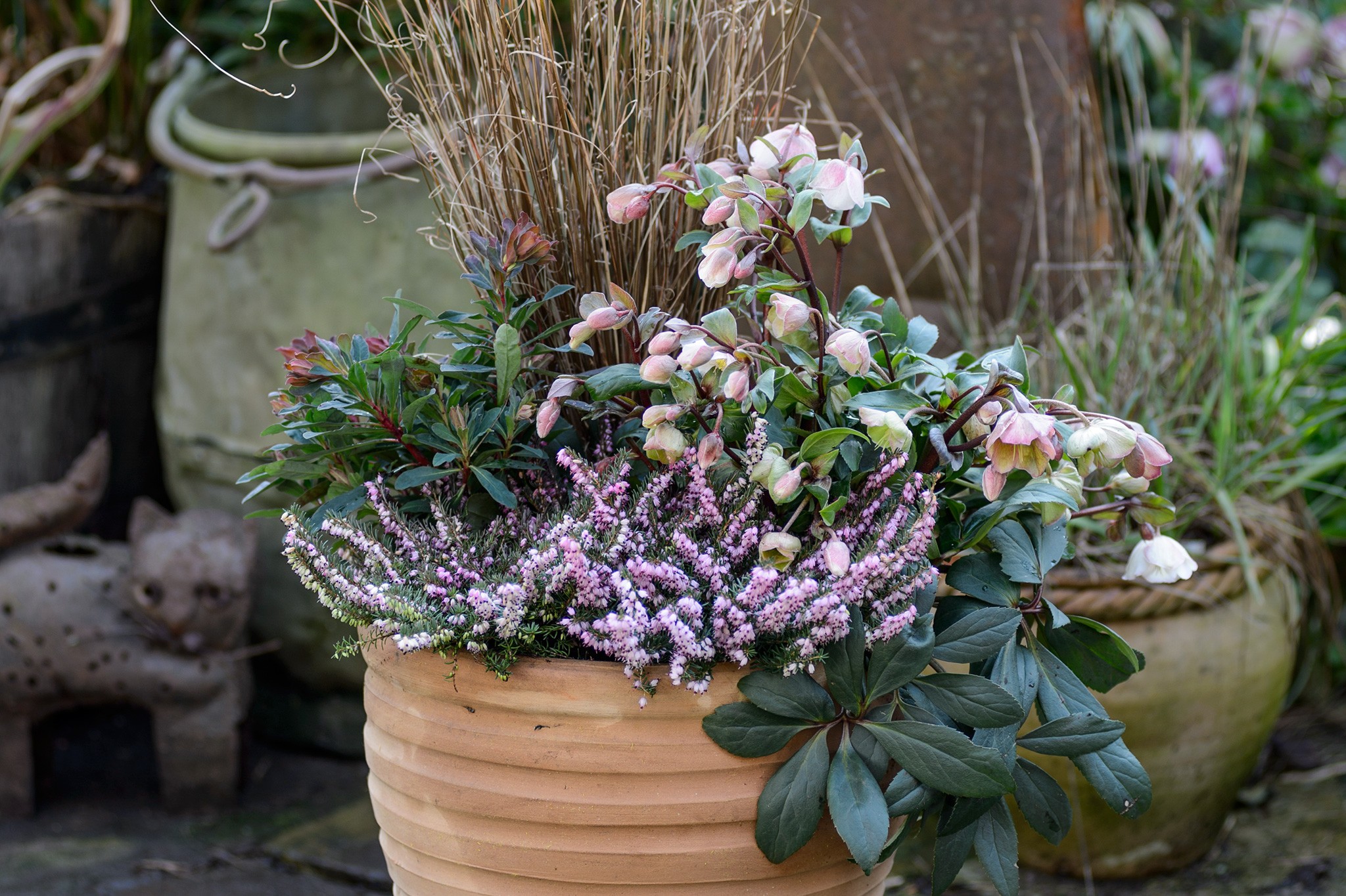 Hellebore and heather winter container