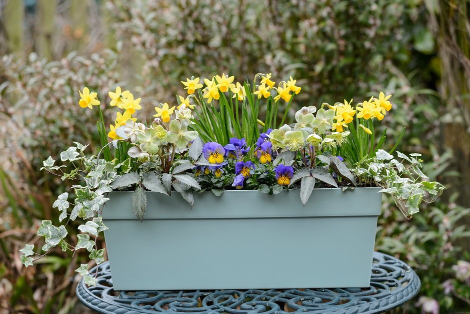 A hellebore in a planter with ivy, pansies and daffodils