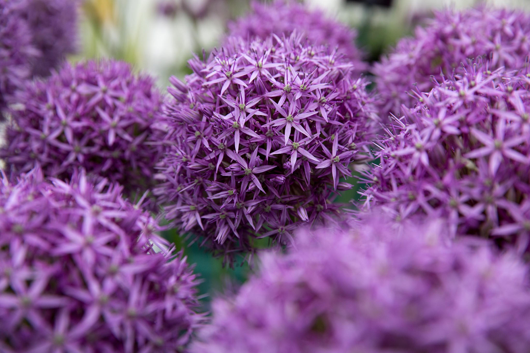 Allium 'Purple Caila'
