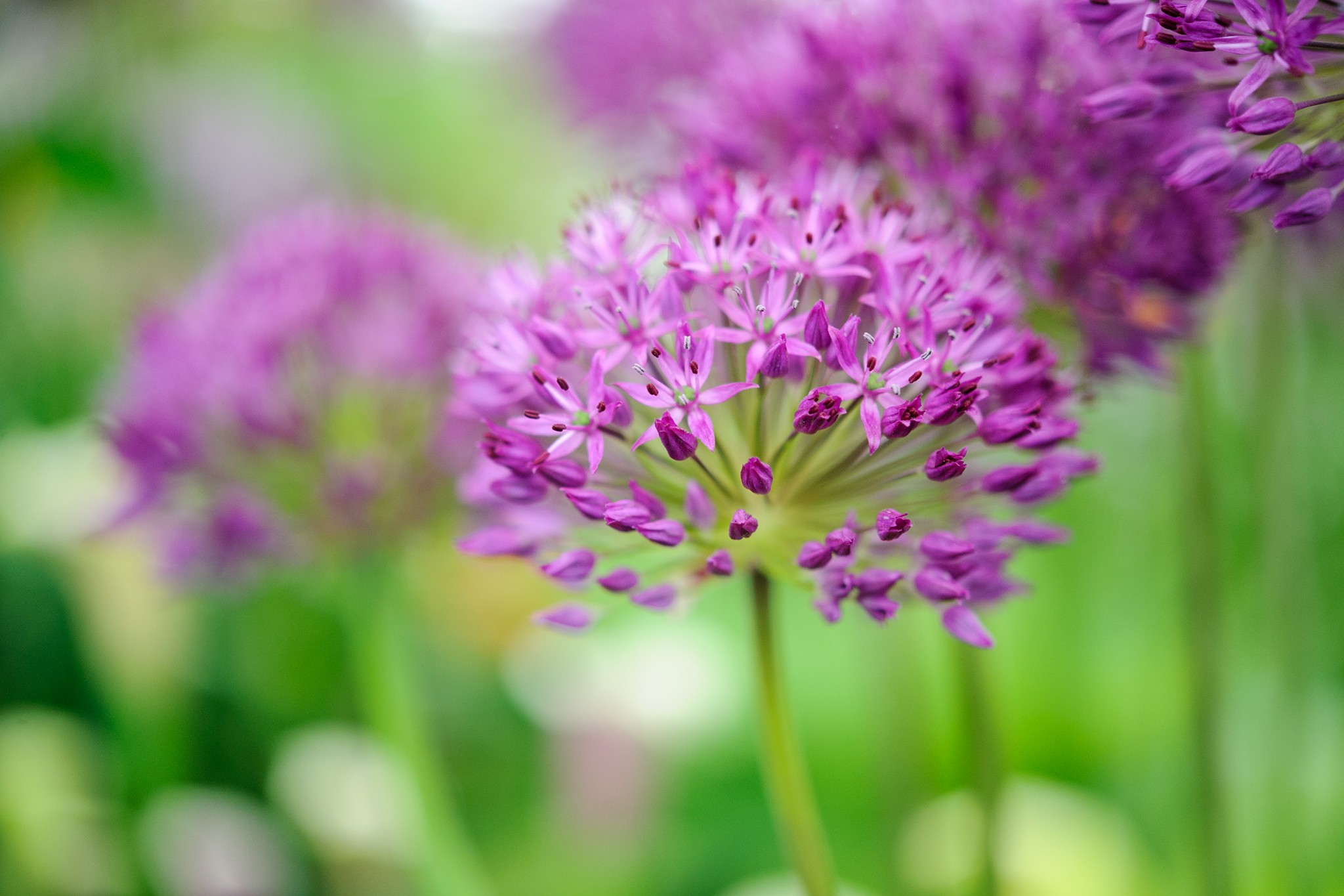 Alliums to try - Allium 'Purple Sensation'