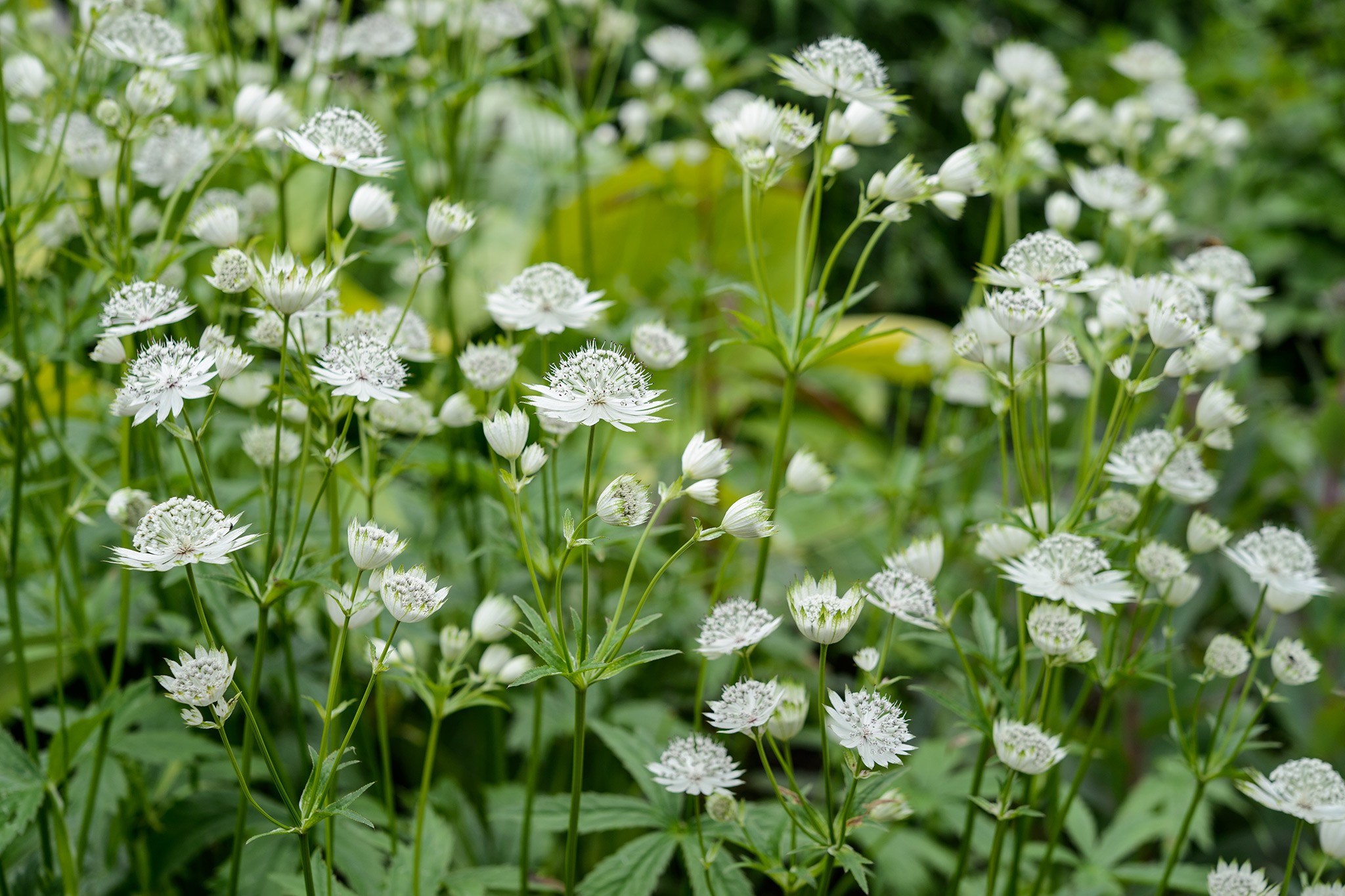 White-flowered astrantias