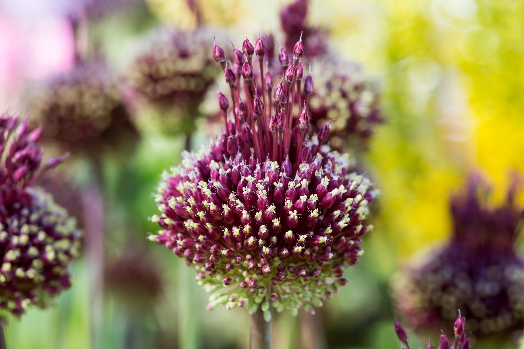 10 unusual bulbs to grow - Allium 'Red Mohican'