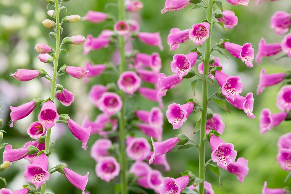 Pink-purple flowers of foxglove 'Dalmatian Purple'