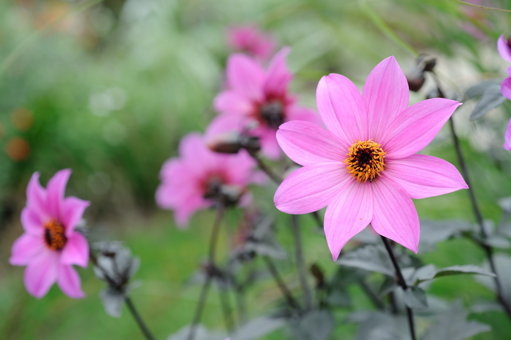 Dahlia 'Magenta Star'