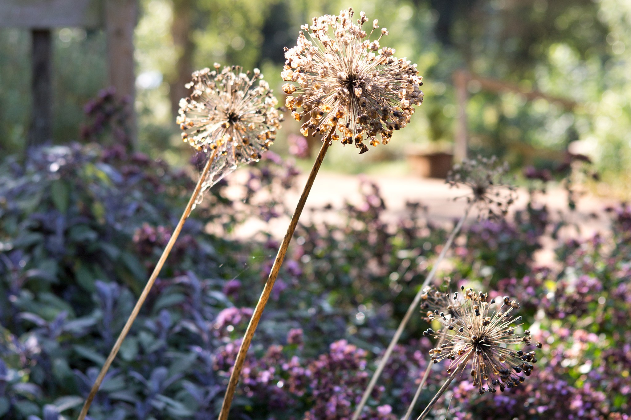 How to grow alliums - allium seedheads