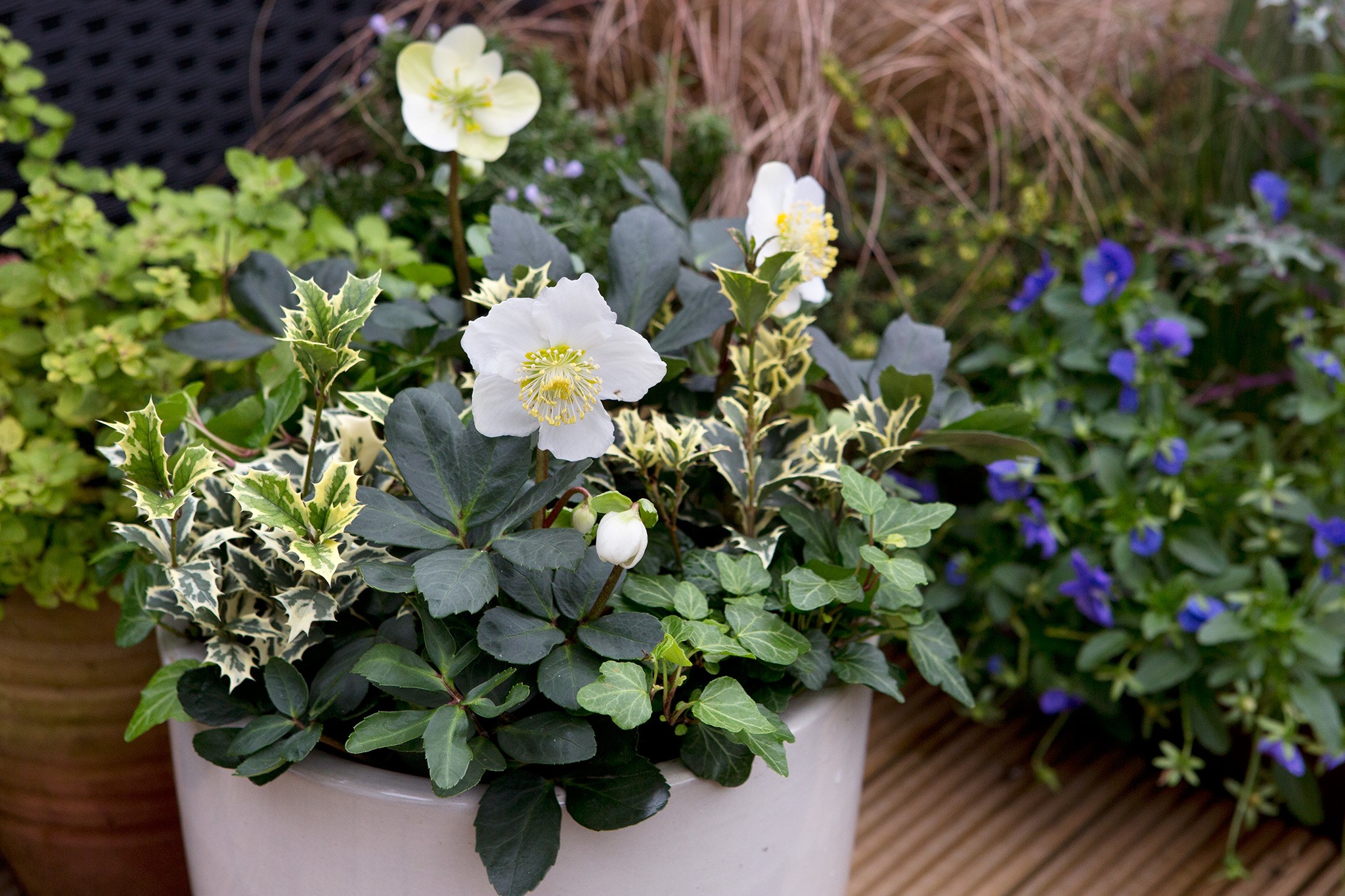 Hellebore and evergreen winter pot