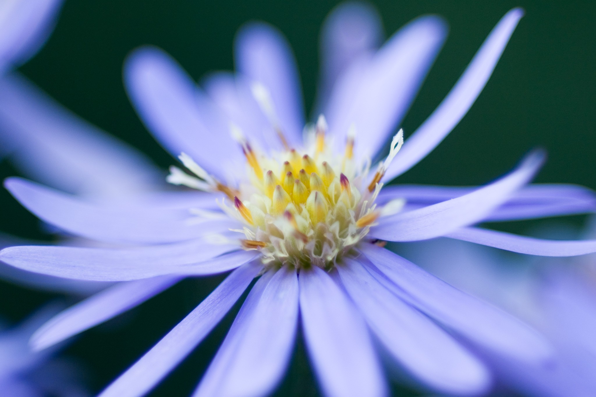 Symphyotrichum 'Little Carlow'