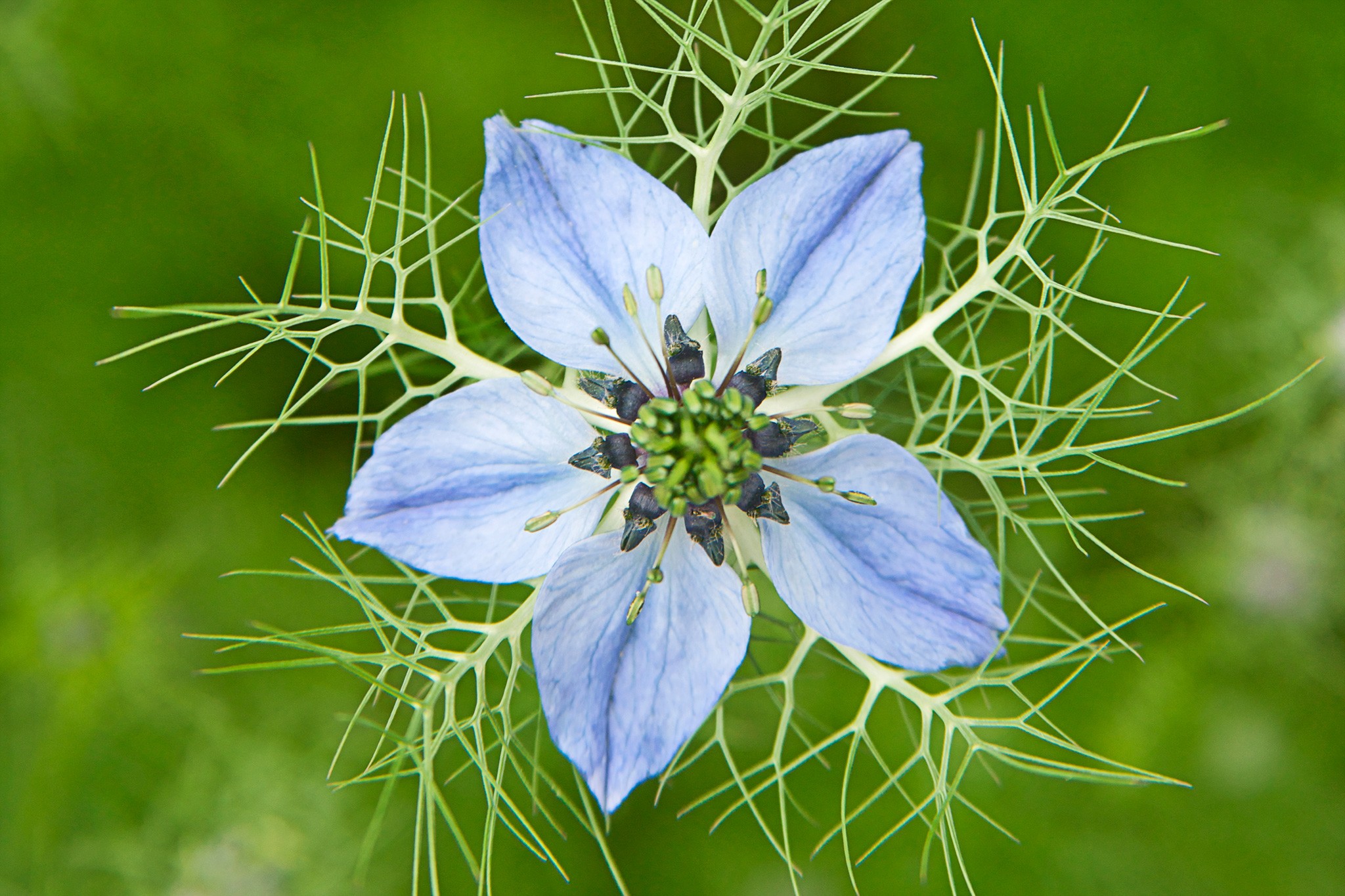 Love-in-a-mist flower