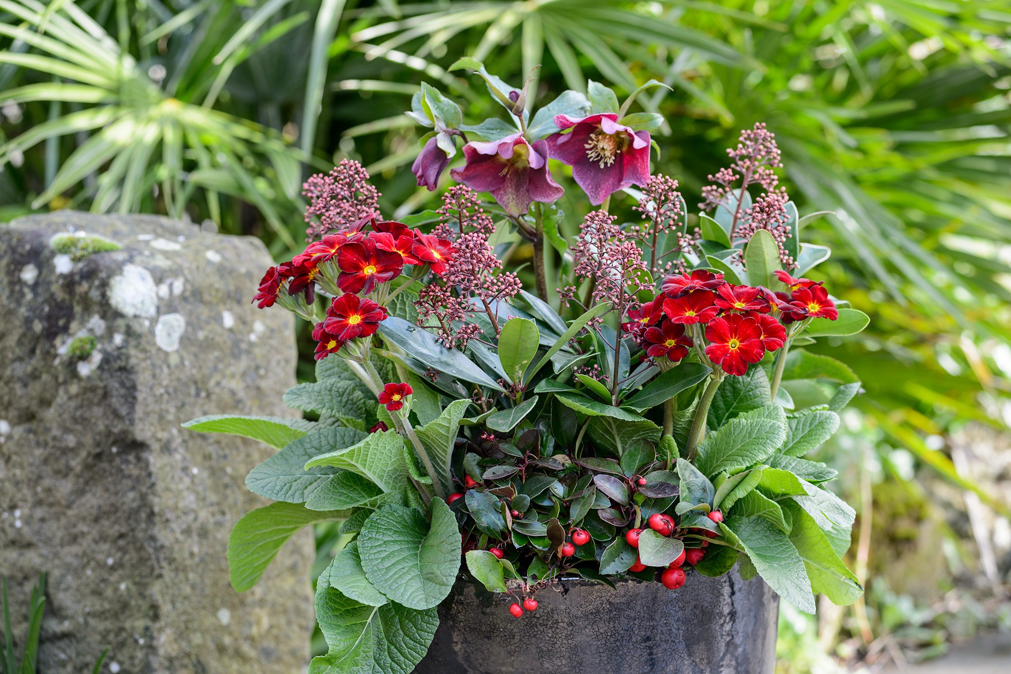 Hellebore and primula container