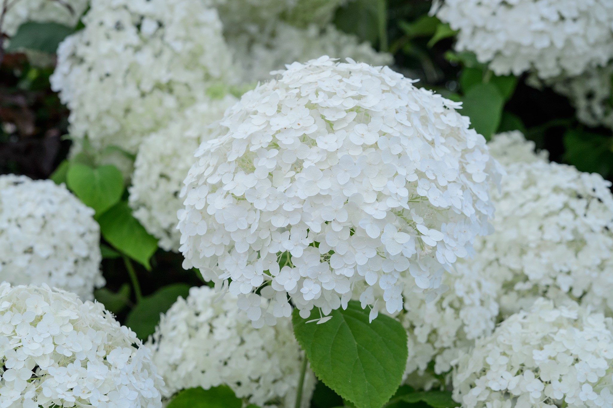 Hydrangea arborescens 'Annabelle'