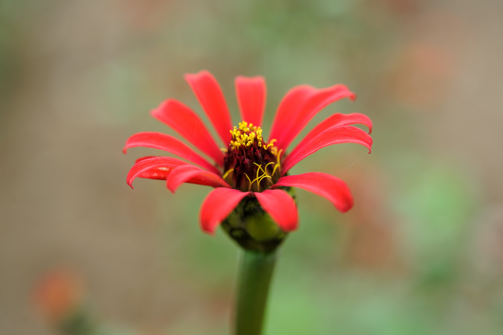 Zinnia Red Spider