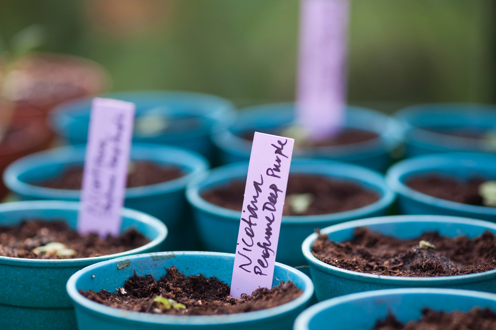 Nicotiana seedlings