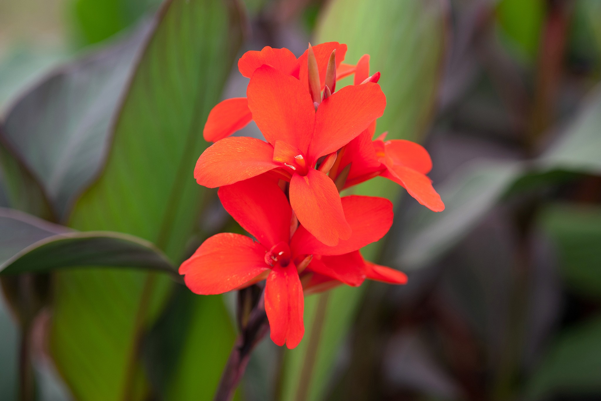 Orange-red flowers of canna 'Eric Neubert'