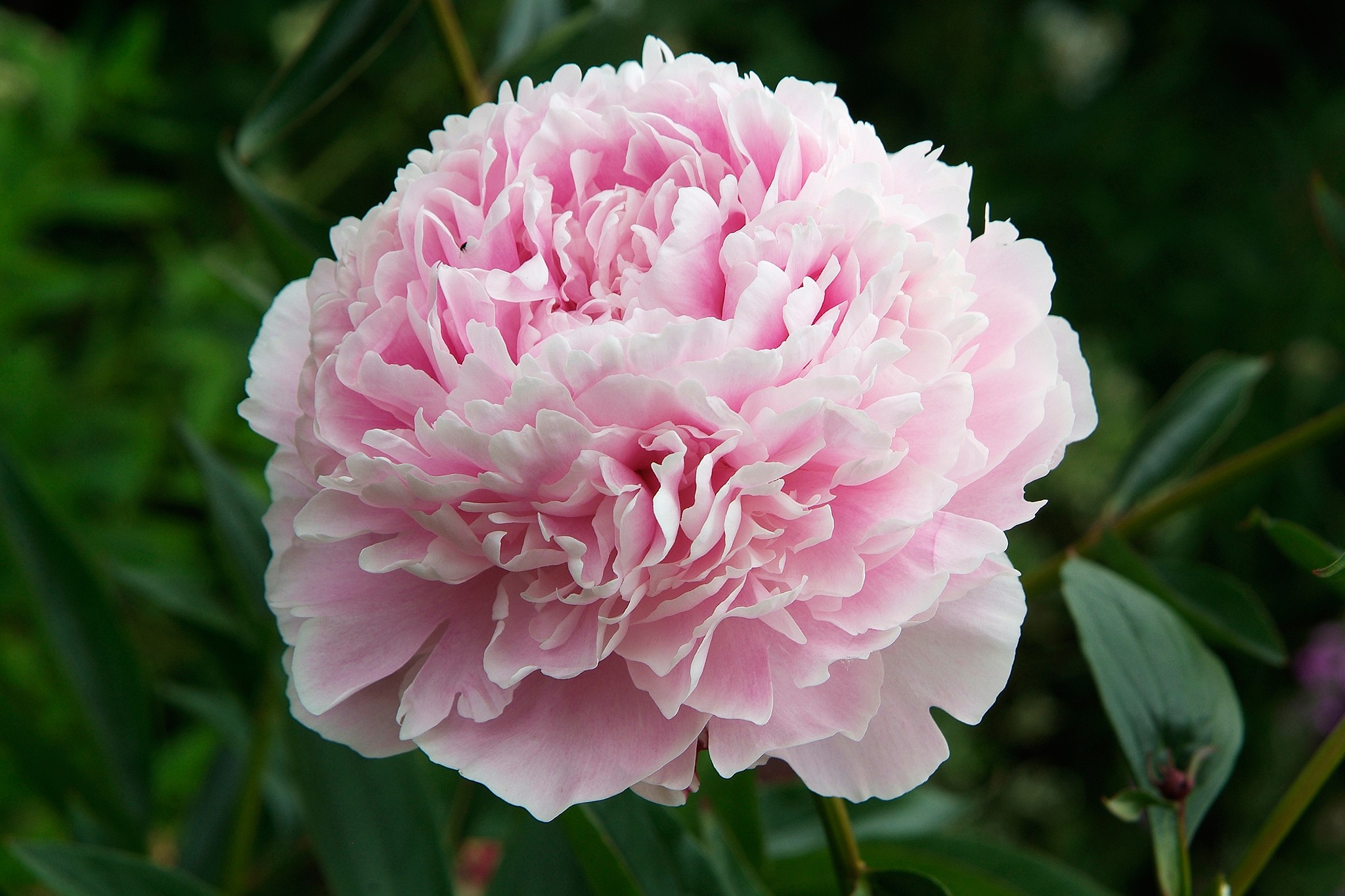 Peony 'Sarah Bernhardt'. Tim Sandall