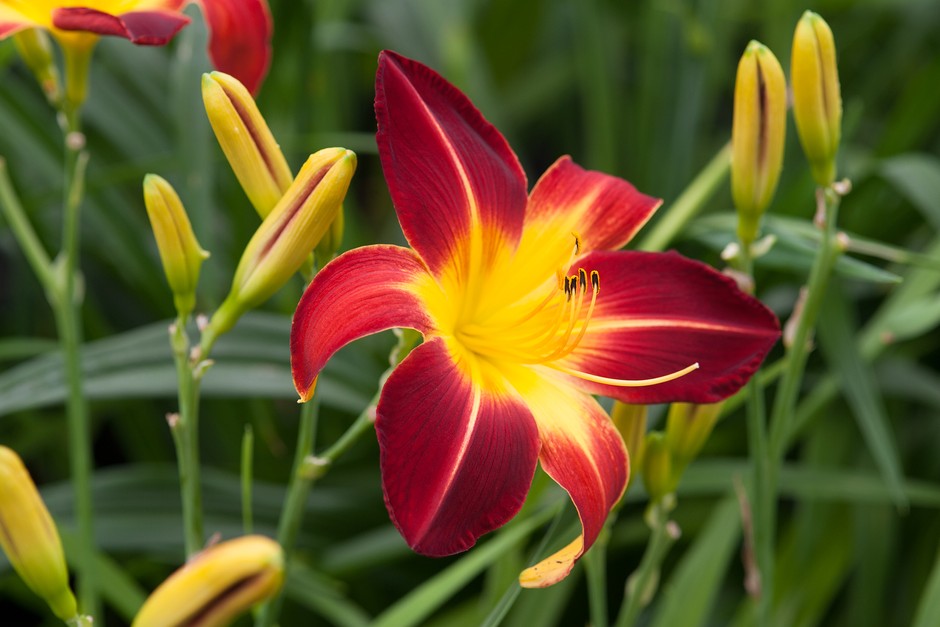 How to grow daylilies – Hemerocallis 'Ruby Spider'