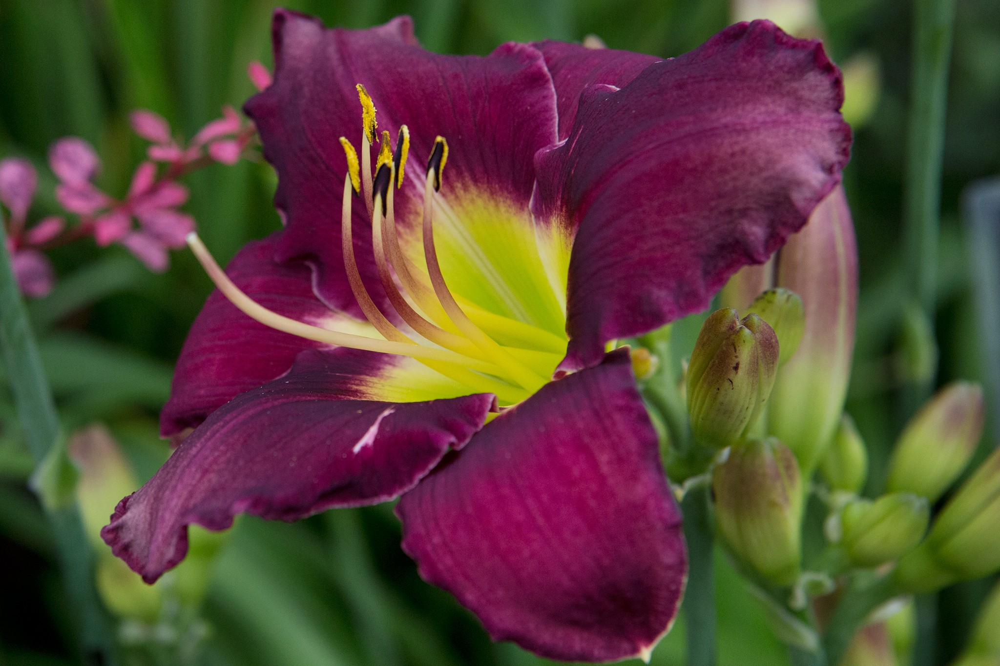 Hemerocallis 'Bela Lugosi'