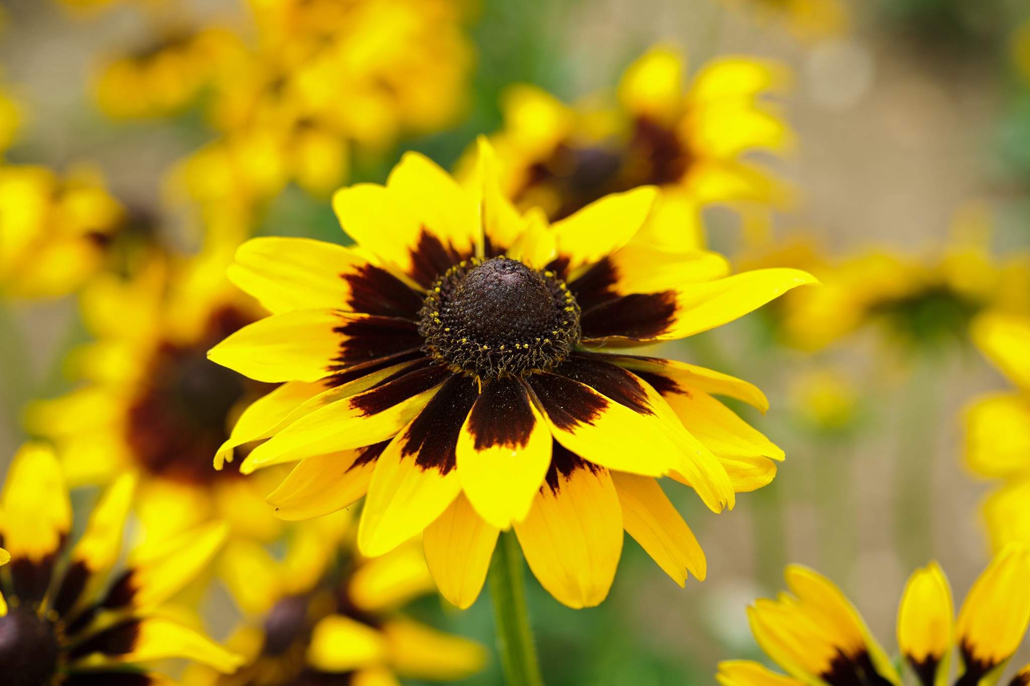 Rudbeckia hirta 'Aries'