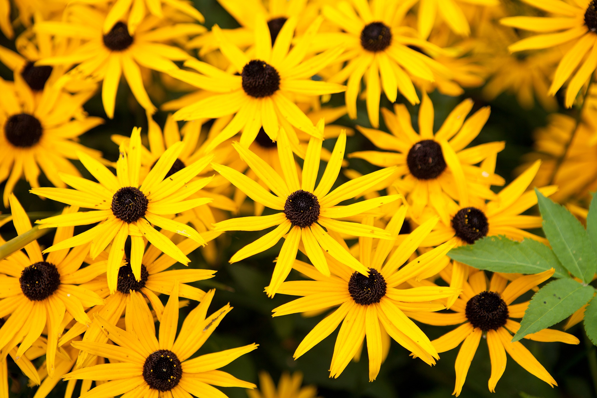 Rudbeckia fulgida 'Goldsturm' AGM