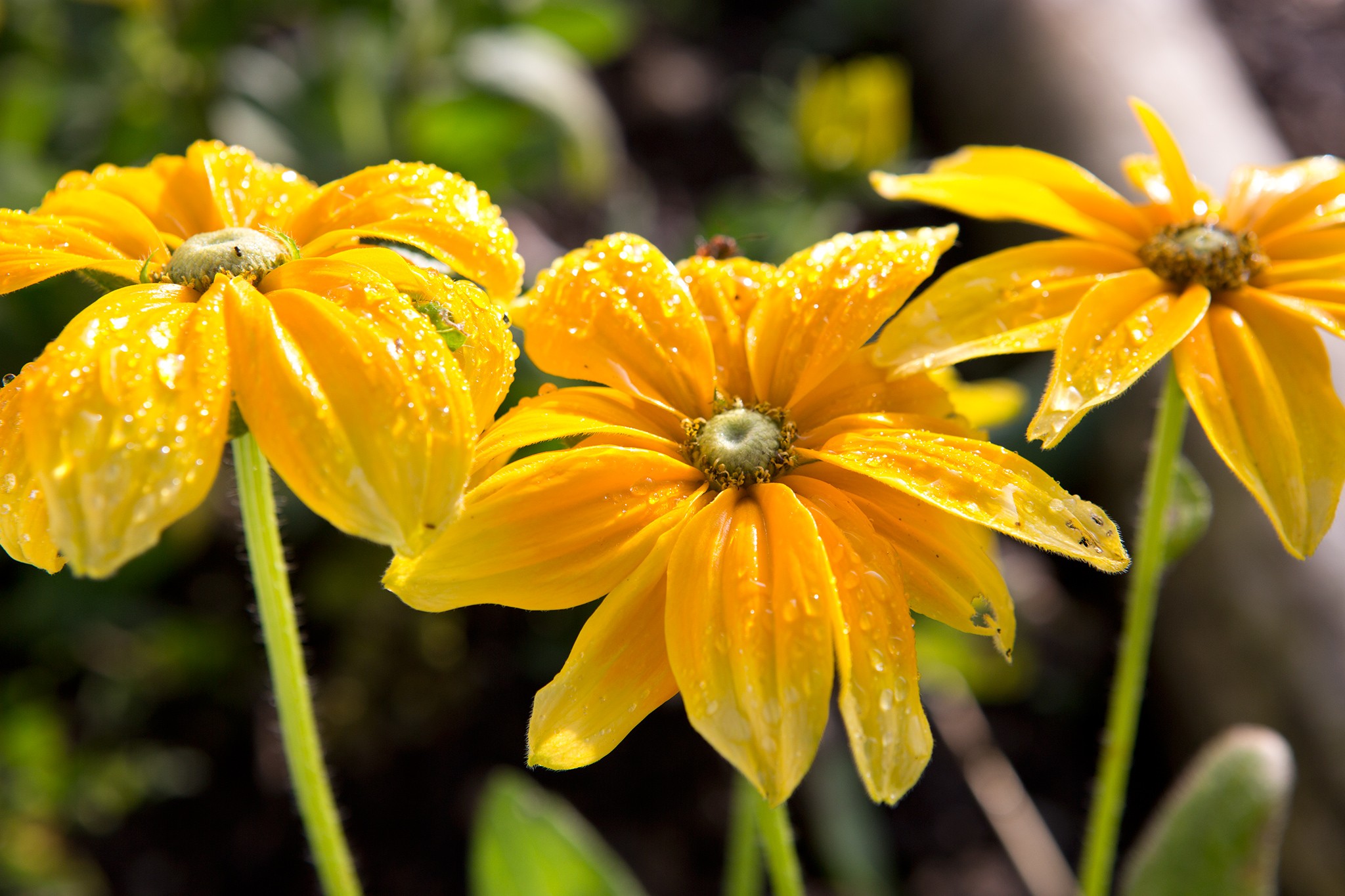 Rudbeckia hirta 'Prairie Sun'