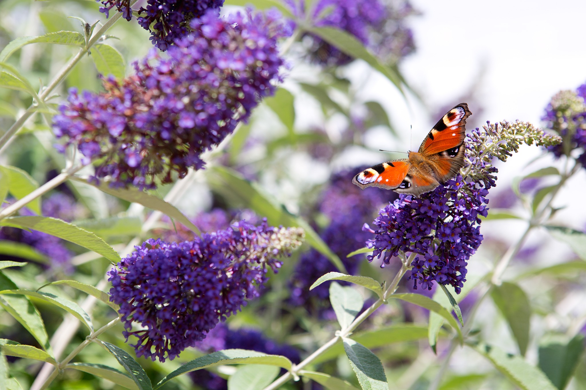 Buddleia provides nectar for butterflies