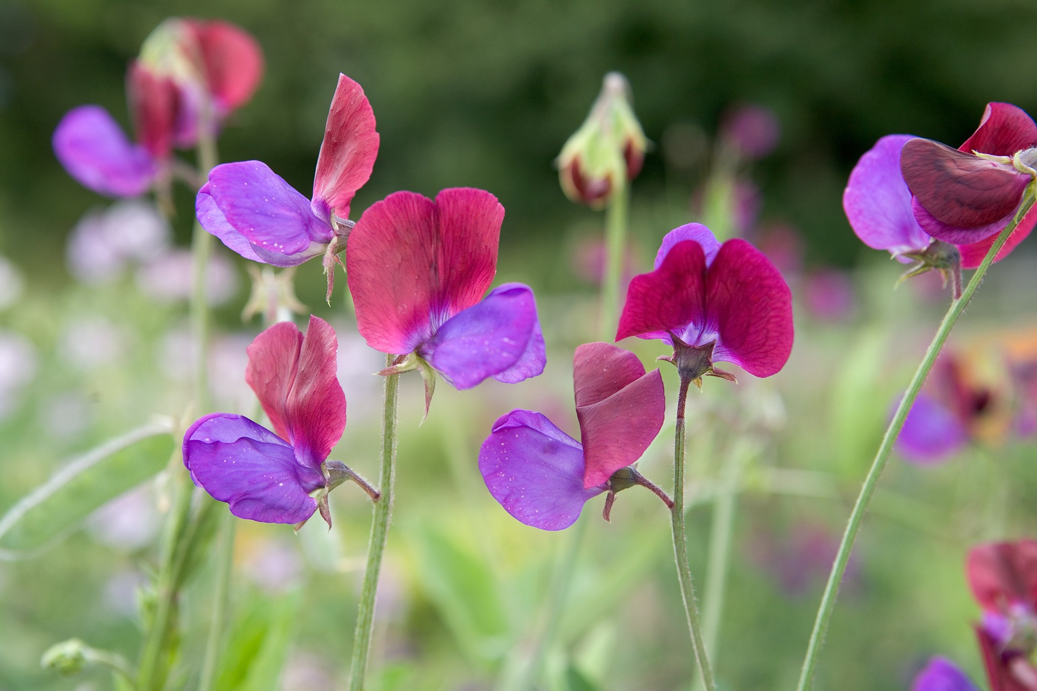 Lathyrus odoratus 'Matucana'