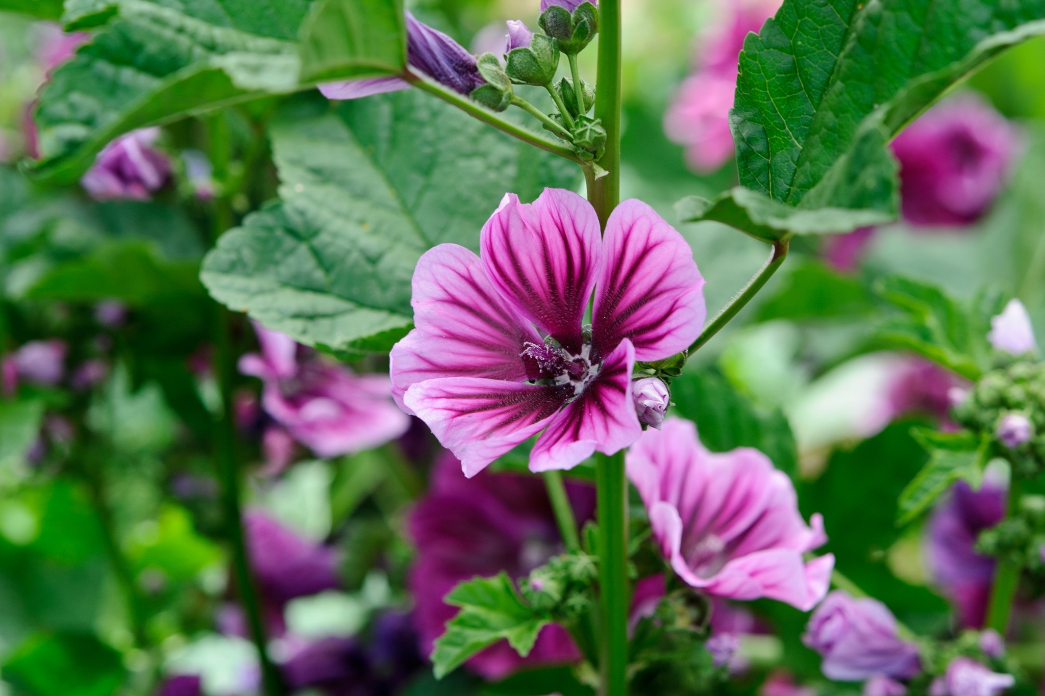 Malva sylvestris 'Braveheart'