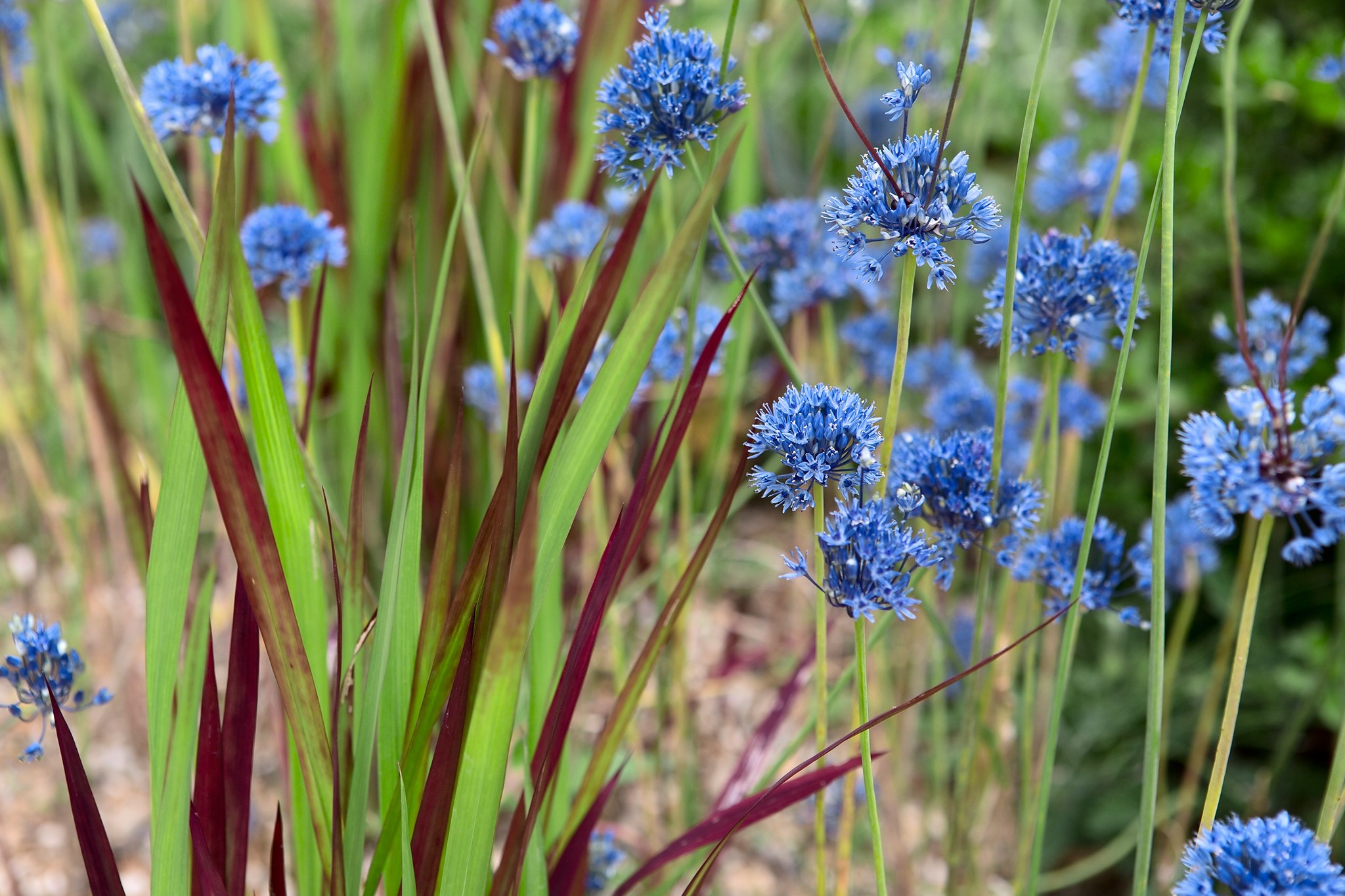 Alliums to grow - Allium caeruleum Imperata cylindrica 'Rubra'