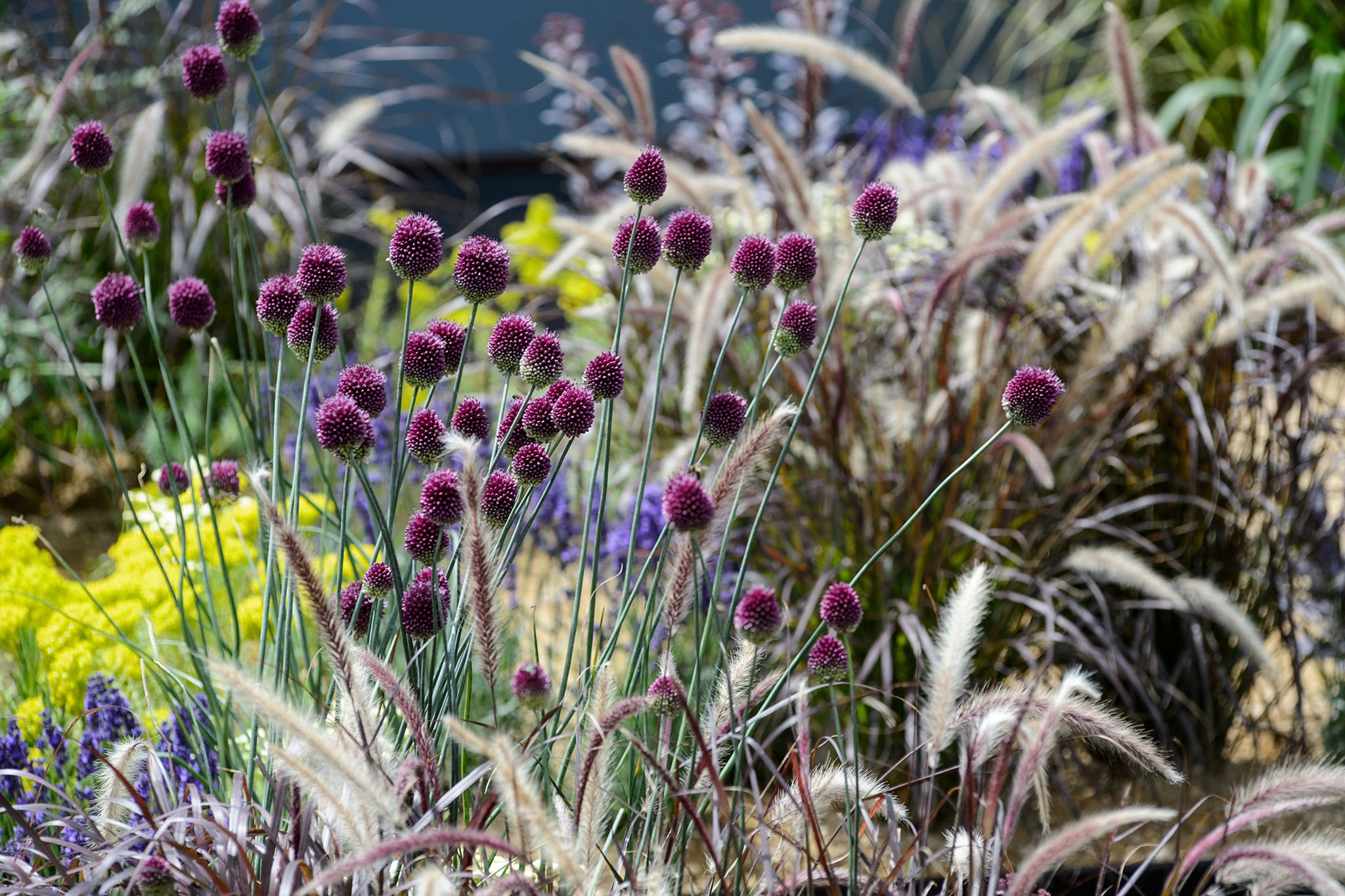 Drumstick alliums growing with Pennisetum setaceum rubrum