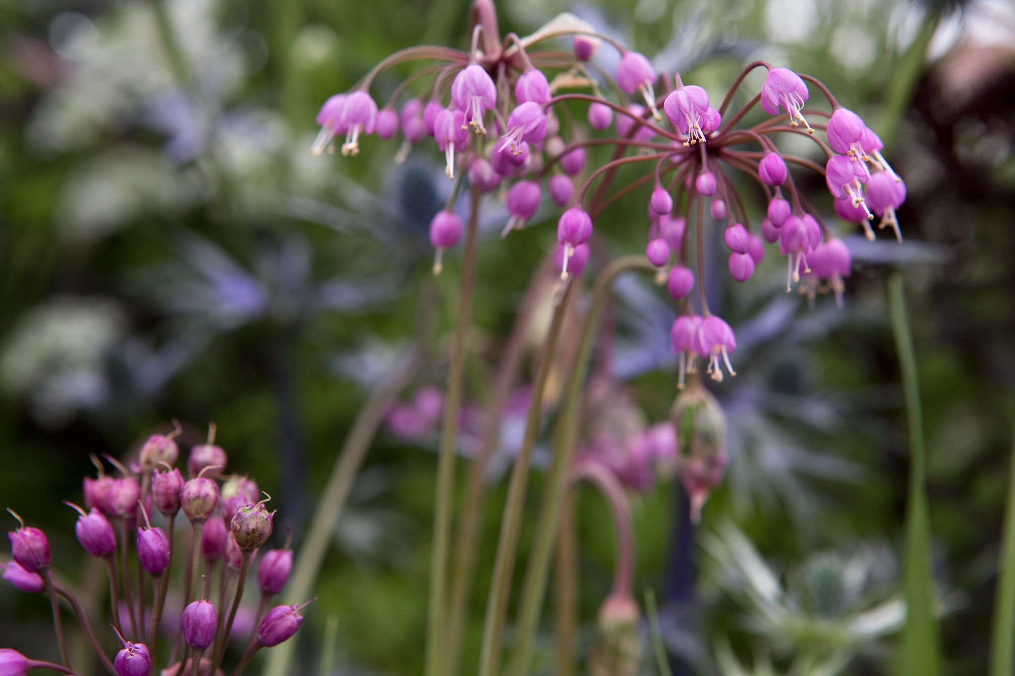 Best alliums to grow - Allium cernuum