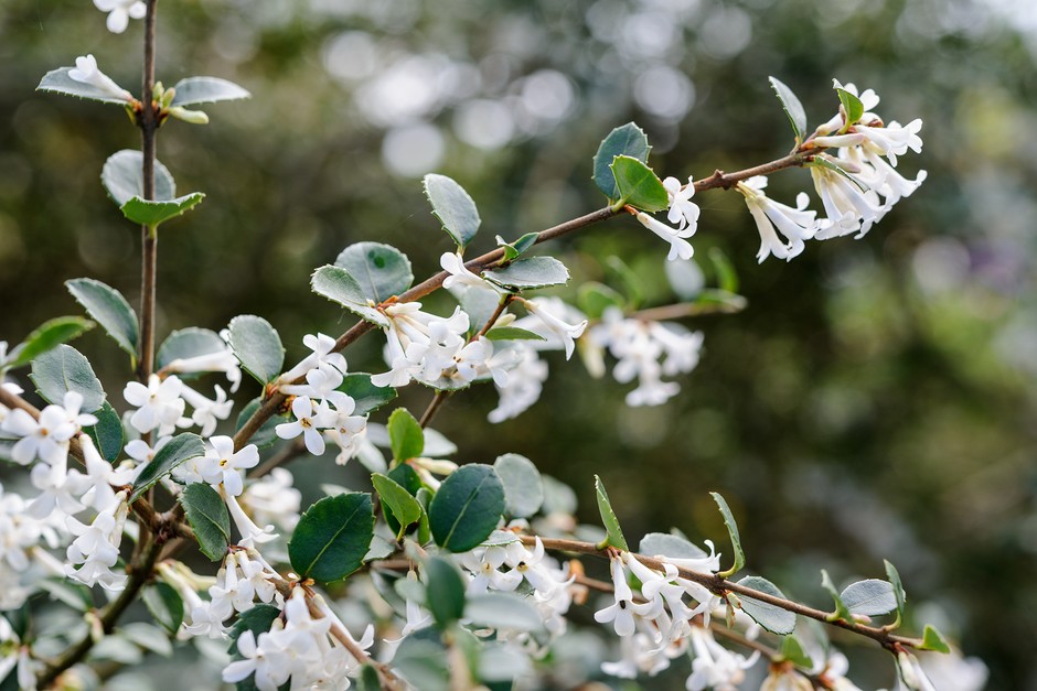 Osmanthus delavayi