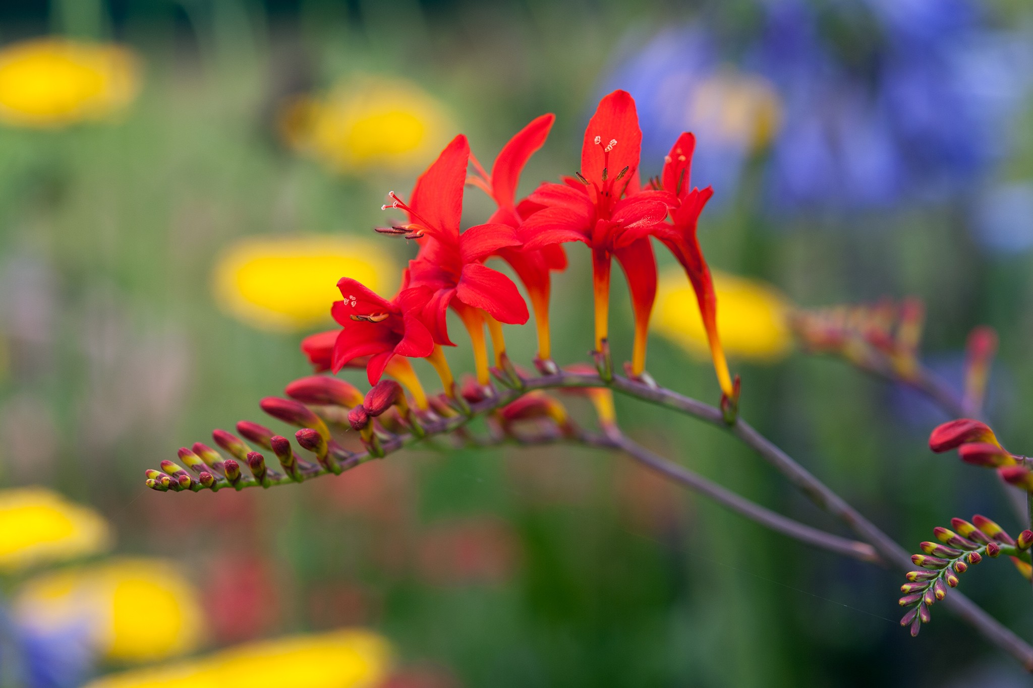 Crocosmia 'Lucifer'