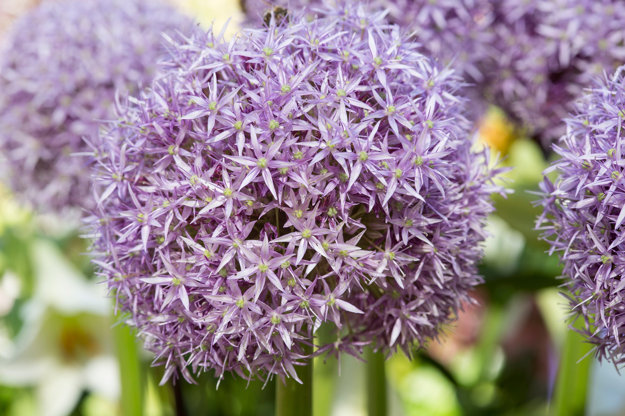 Best alliums to grow - Allium 'Globemaster'