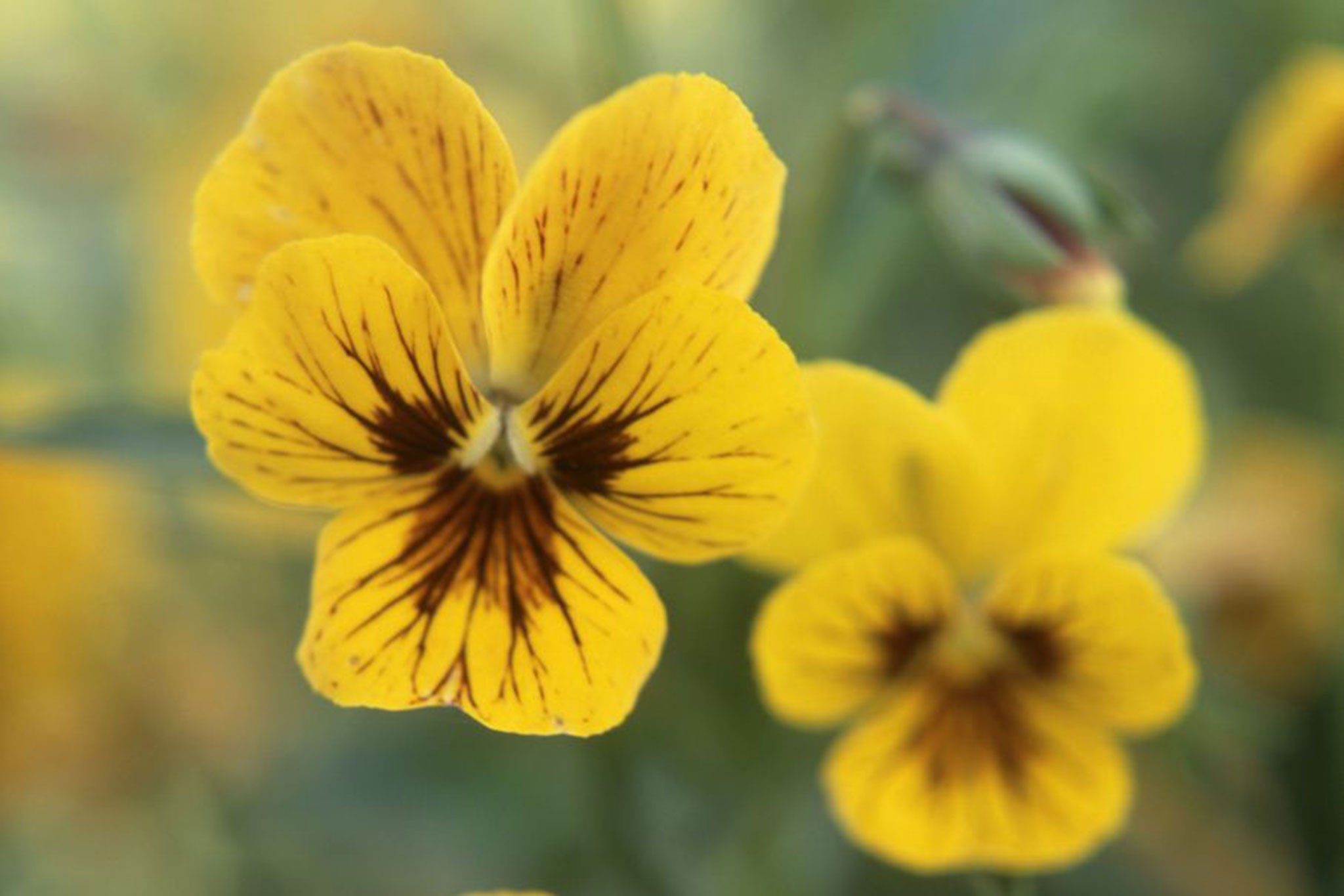 Viola ‘Tiger Eyes’