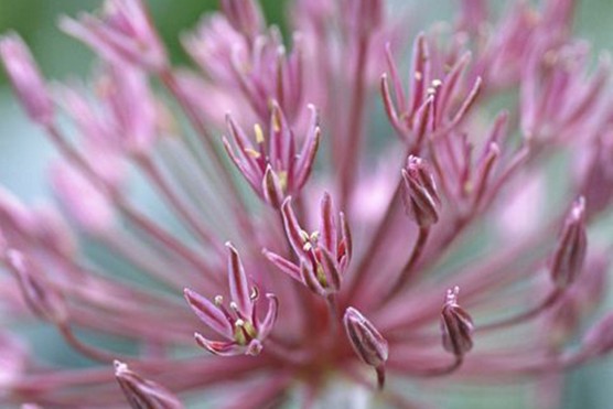 Best alliums to grow - Allium nevskianum