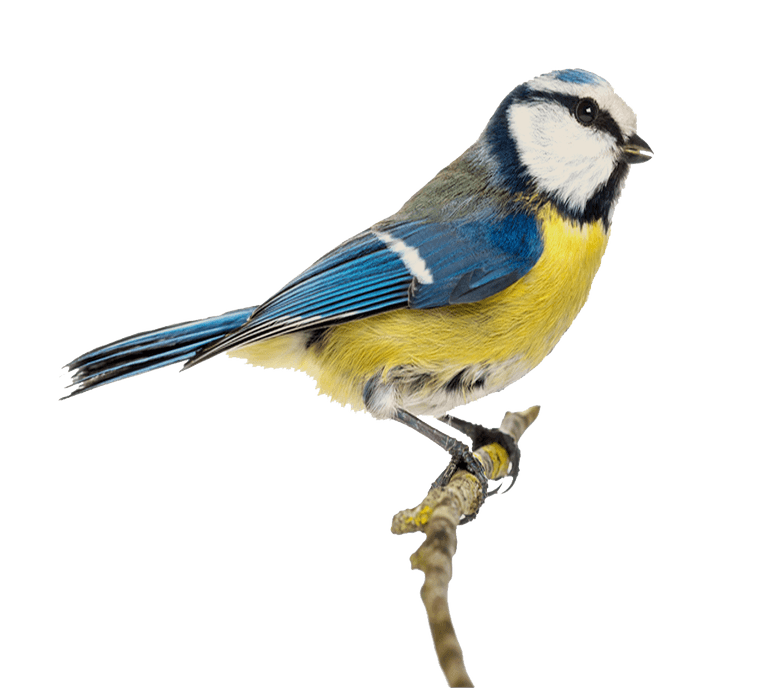 Blue tit. Photo: Getty Images.