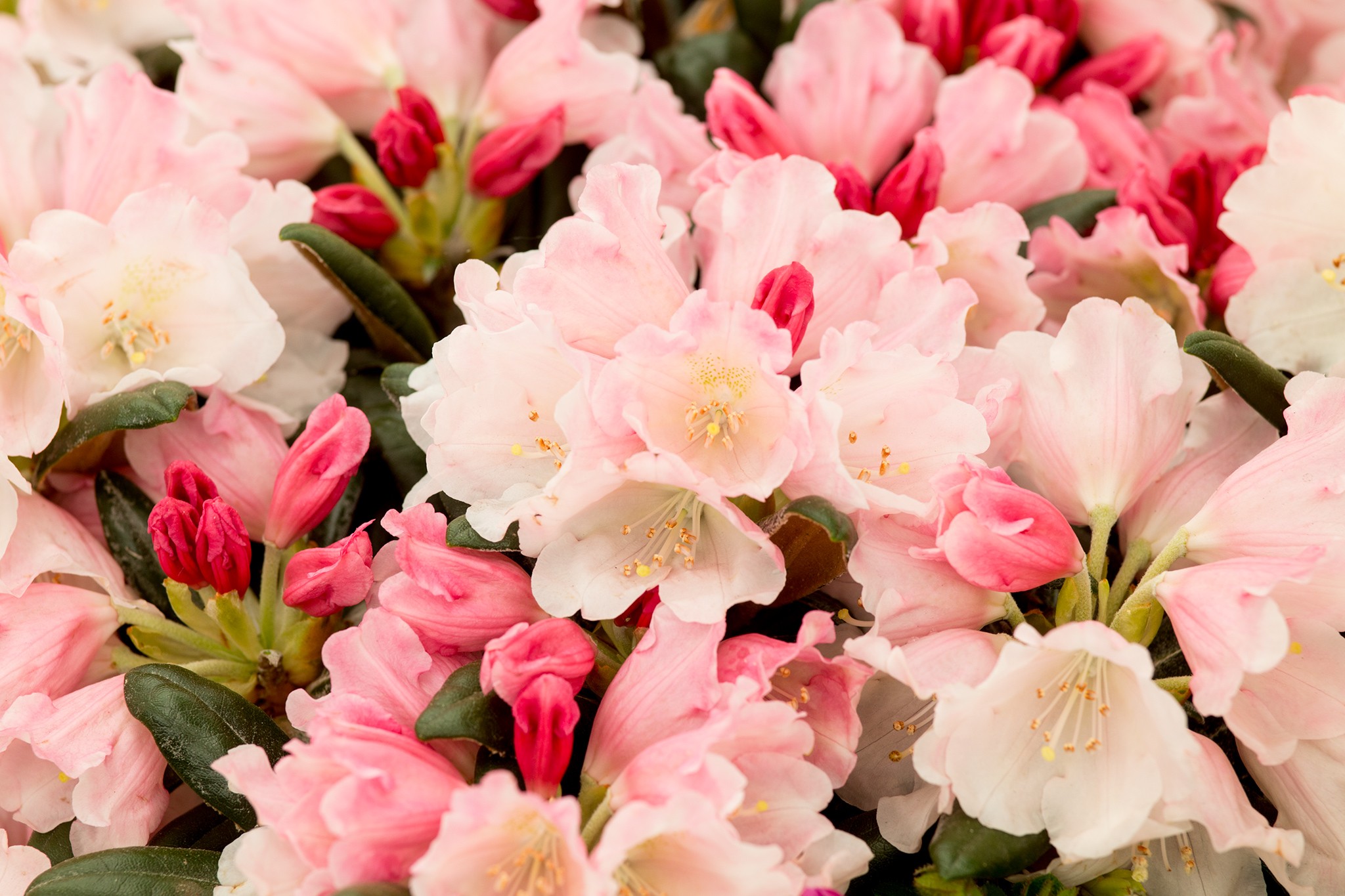 Rhododendron yakushimanum 'Koichiro Wada'