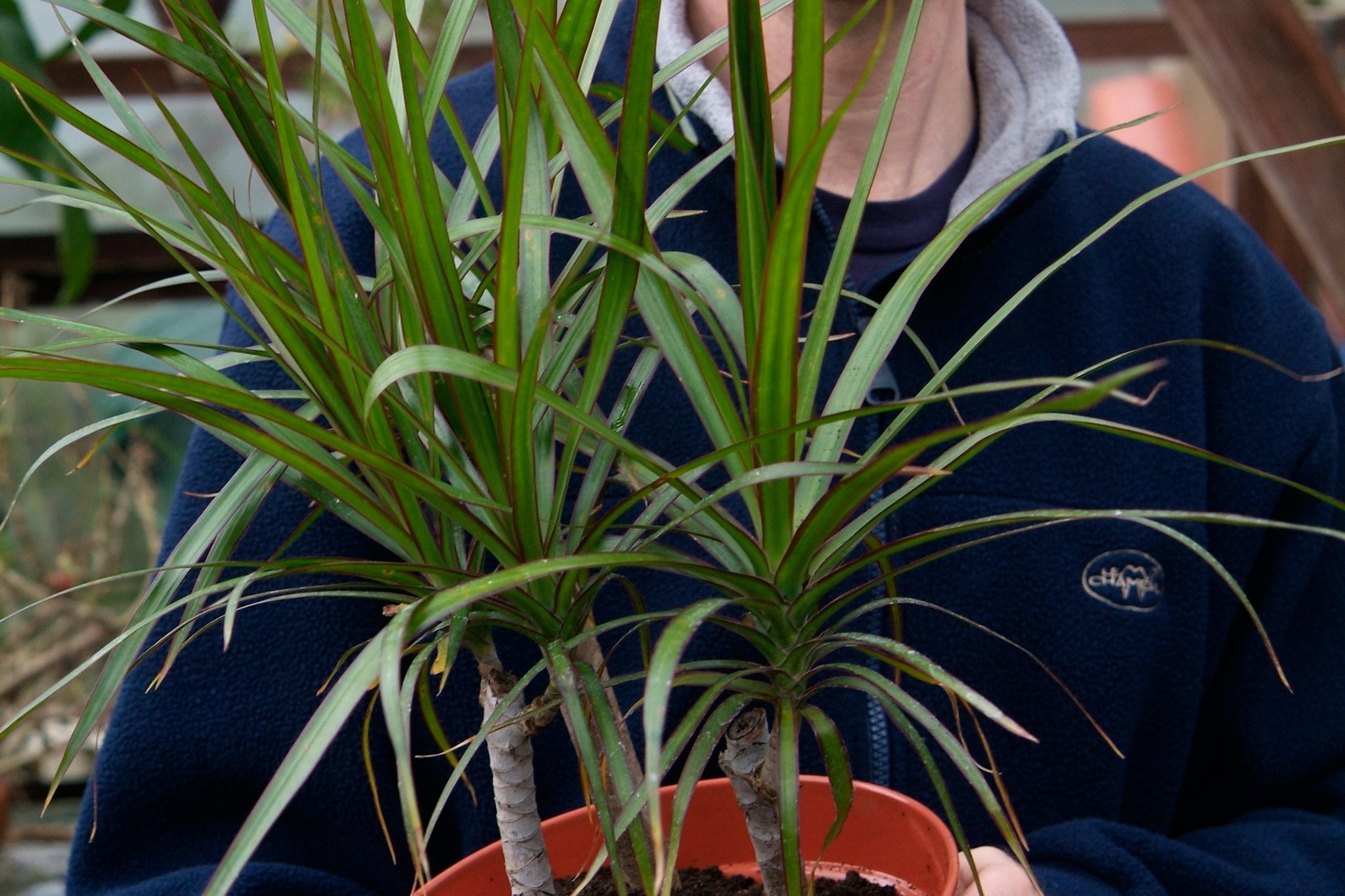 Dragon tree in a pot