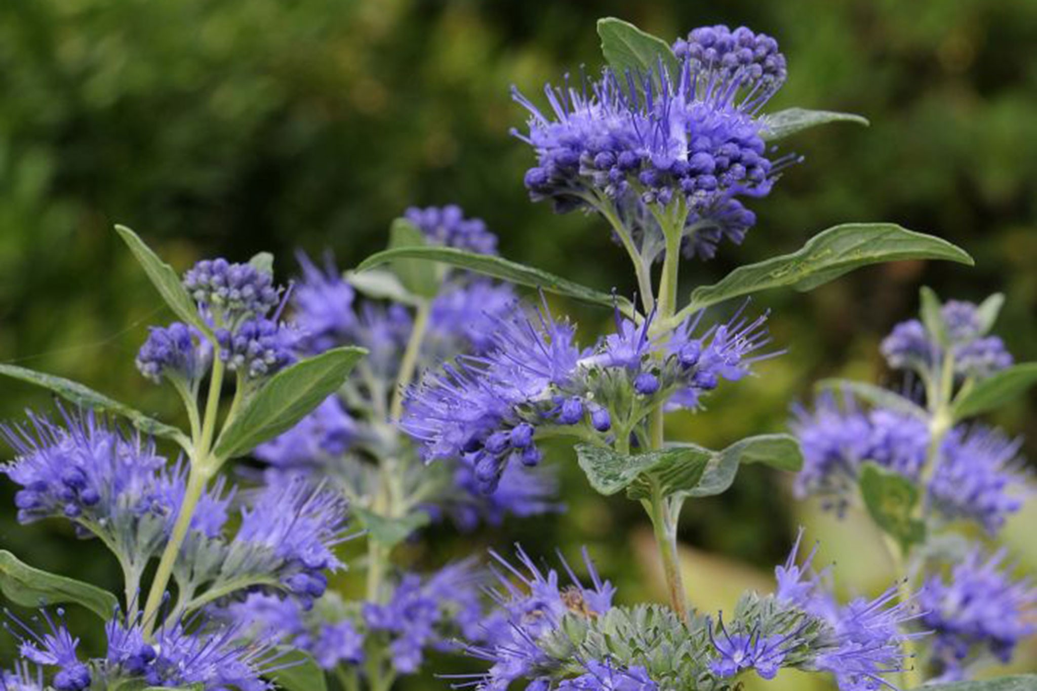 Caryopteris x clandonensis 'Dark Knight'