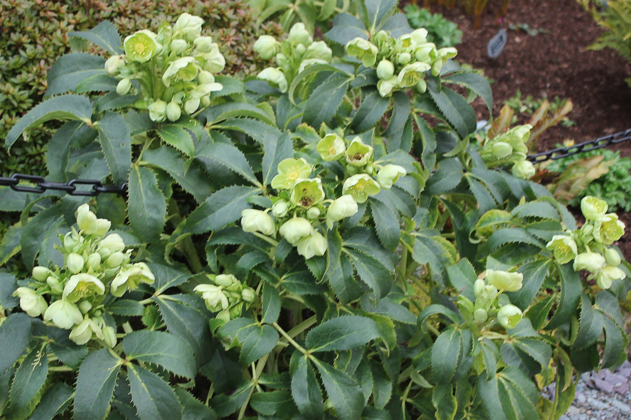 Helleborus argutifolius, Ashwood Nurseries