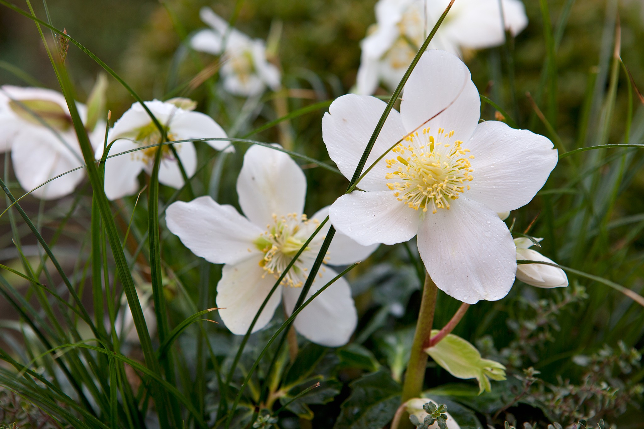 Spring flowers - Helleborus niger