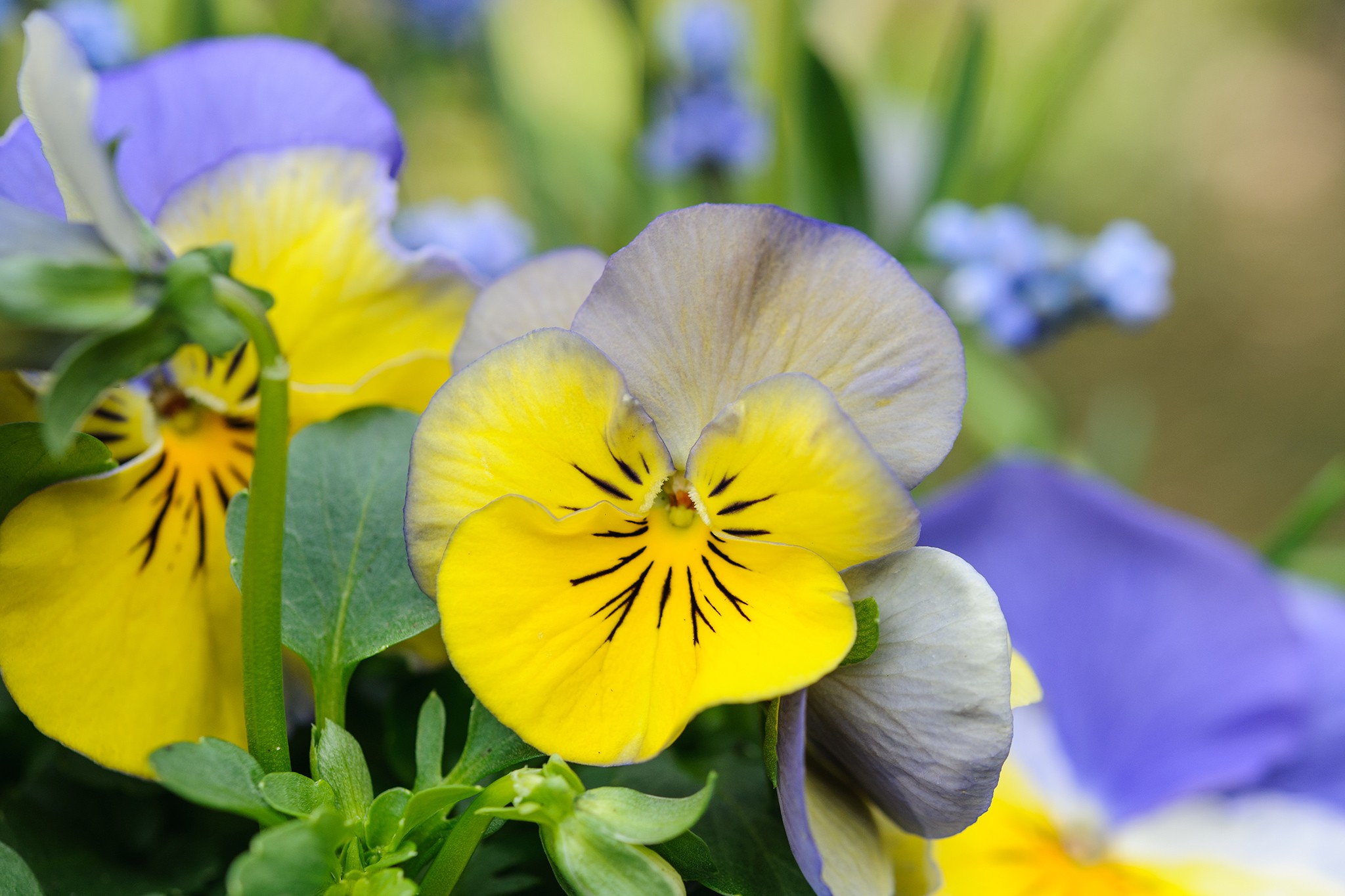 Yellow and purple-flowered violas